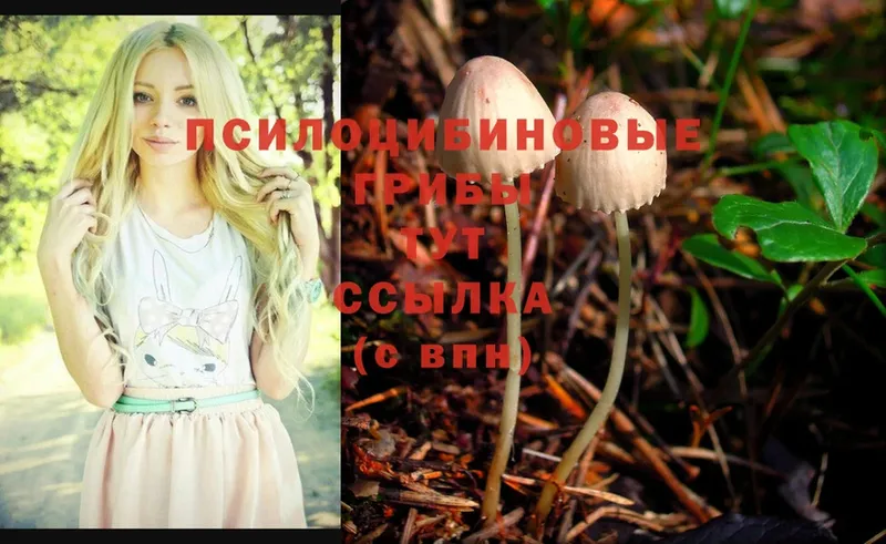 Псилоцибиновые грибы Psilocybe Белая Калитва