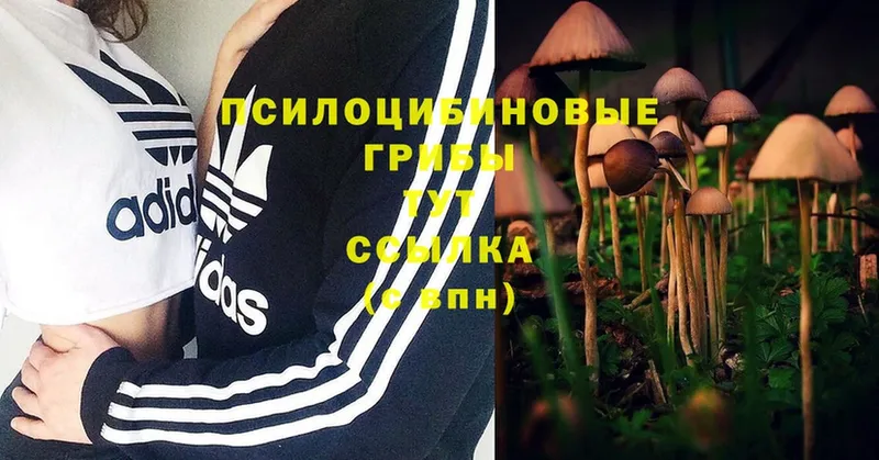 Галлюциногенные грибы MAGIC MUSHROOMS  Белая Калитва 